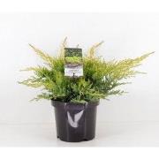 Juniperus pfitzeriana gold star 35 cm