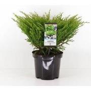 Juniperus hor andorra compact 55 cm