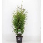 Thuja occidentalis brabant 60-80 cm