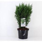Chamaecyparis law little spire 55 cm
