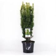Taxus baccata david 50-60 cm