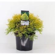 Chamaecyparis pis filifera aurea 45 cm