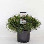 Pinus mugo mughus 30-40 cm