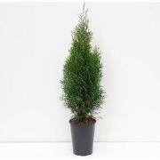 Thuja occidentalis smaragd 60-125 cm