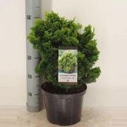 Chamaecyparis obt nana aurea 50 cm