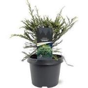 Sequoia sempervirens Adpressa 30-40 cm Conifeer