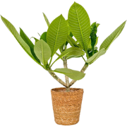 Frangipani - Plumeria rubra 'Hawaii' - Inclusief mand - Hoogte 45-55cm...