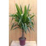 Palmlelie Yucca Elephantipes potmaat 22 cm H90-110 cm 1 dikke stam kam...
