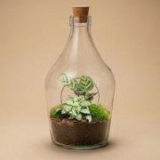URBANJNGL - Joss - Open terrarium met kurk – Flessentuin DIY-kit – Ø 1...