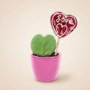 URBANJNGL - Sweetheart Plant Set - Groene Mini Gift - Pot & Plant Set ...