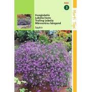 2 stuks - Lobelia Pendula Saphir