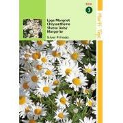 2 stuks - Chrysanthemum Max.Nanum Silver Princess
