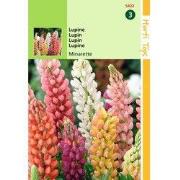 2 stuks - Lupinus Polyph. Russell S Minarette Gem.