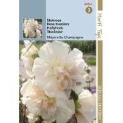 5 stuks - HTS Althaea (Alcea) Stokroos Majorette Champagne