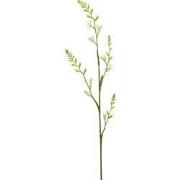 Montbretia spray cream 93 cm