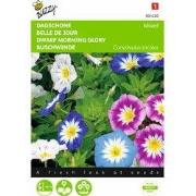 2 stuks - Convulvulus Gemengde Kleuren