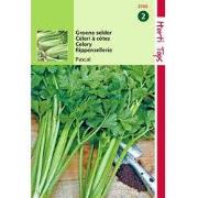 2 stuks - Selder Pascal, Groene Volpijp