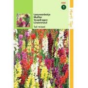 2 stuks - Antirrhinum Majus Maximum Gemengd
