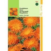 2 stuks - Calendula Officinalis Cactusbl. Radio Oranje