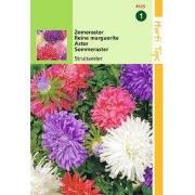 2 stuks - Callistephus Chinensis Struisveder Gemengd