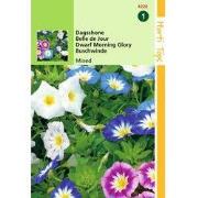 5 stuks - Convolvulus Tricolor Gemengd