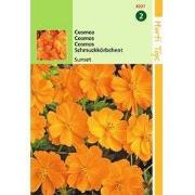 2 stuks - Cosmos Sulphureus Sunset Oranje Rood