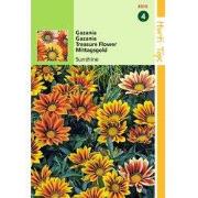 2 stuks - Gazania Splendens Hybrida Sunshine Gemengd
