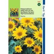 2 stuks - Helianthus Annuus Pacino, Lage Potzonnebloem