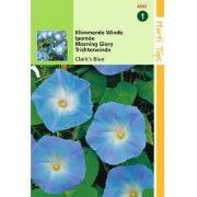 2 stuks - Ipomoea tricolor rubro c. Clark s Blue