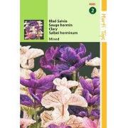 2 stuks - Salvia Horminum Tricolor Gemengd