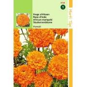 2 stuks - Tagetes Erecta Hawaii Fl.Pl. Oranje