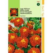 2 stuks - Tagetes Patula Nana Carmen