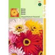 2 stuks - HT Zinnia Chrysanthbloemig gemengd