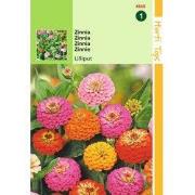 2 stuks - HT Zinnia Liliput gemengd