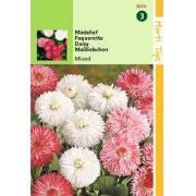 2 stuks - Bellis Perennis Monstrosa Gemengd