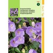 5 stuks - Campanula Carpatica blauw