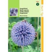 2 stuks - Echinops Ritro Kogeldistel