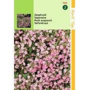 2 stuks - Saponaria Ocymoides Zeepkruid Rose