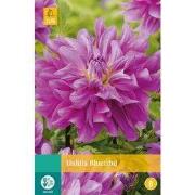 2 stuks - Dahlia Bluetiful 1 bol
