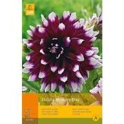 2 stuks - 1 Dahlia Mystery Day