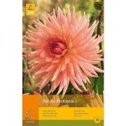 2 stuks - 1 Dahlia Preference
