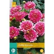 2 stuks - Dahlia Bluesette 1 bol
