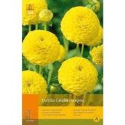 2 stuks - 1 Dahlia Golden Scepter