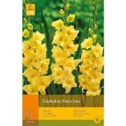2 stuks - 10 Gladiolus Nova Lux