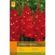 2 stuks - 10 Gladiolus Traderhorn