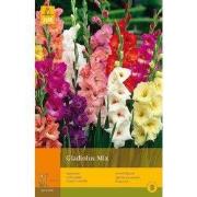 2 stuks - 10 Gladiolus Mix