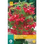 2 stuks - Begonia Pendula Roze 2 bollen