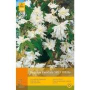 2 stuks - 3 Begonias Pendula Wit