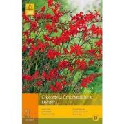 2 stuks - 10 Crocosmia Lucifer