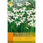 2 stuks - 15 Gladiolus Callianthus Murielae